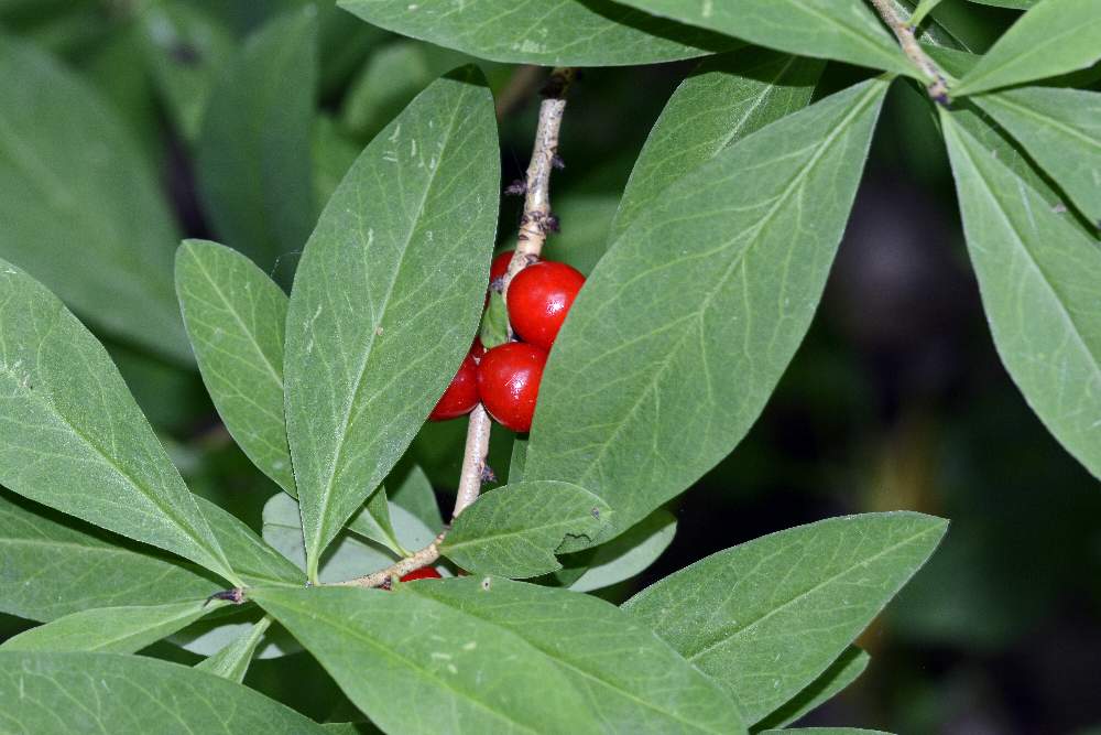 Bacche di  Daphne mezereum (Thymelaeaceae)